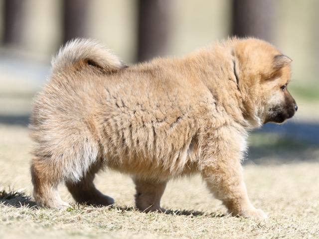 FP5A2278-puppy FP5A2278-puppy