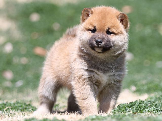 FP5A2354-puppy FP5A2354-puppy