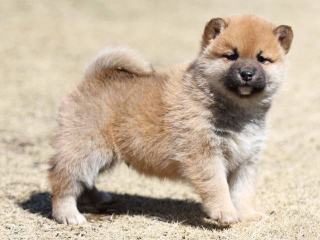 FP5A2380-puppy FP5A2380-puppy
