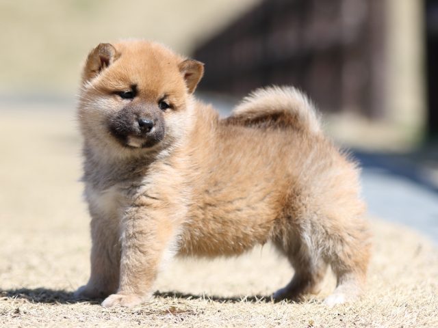FP5A2388-puppy FP5A2388-puppy