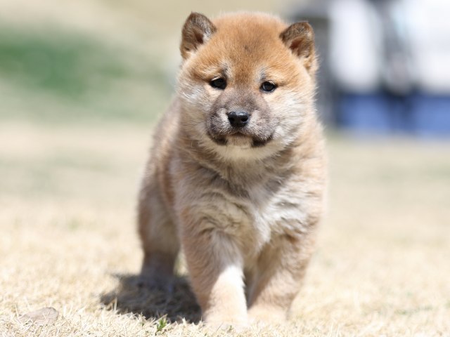 FP5A2443-puppy FP5A2443-puppy