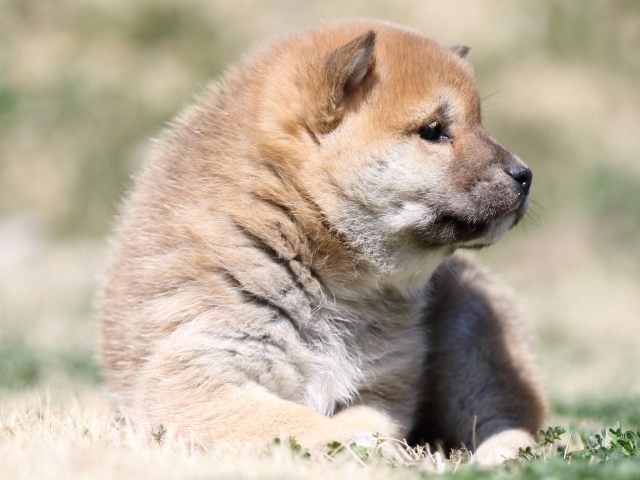 FP5A2446-puppy FP5A2446-puppy