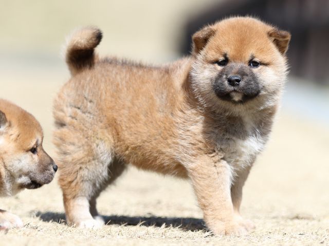 FP5A2465-puppy FP5A2465-puppy