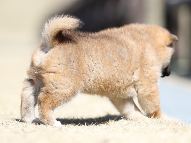 FP5A2477-puppy FP5A2477-puppy