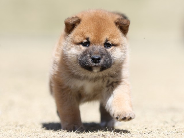 FP5A2491-puppy FP5A2491-puppy
