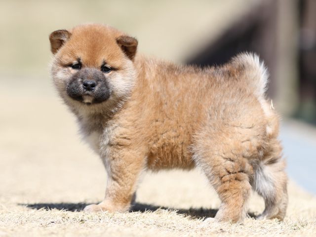 FP5A2526-puppy FP5A2526-puppy