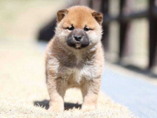 FP5A2539-puppy FP5A2539-puppy