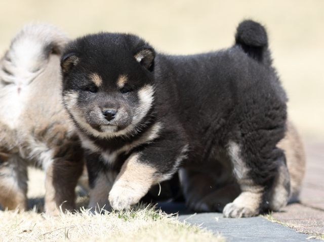FP5A2558-puppy FP5A2558-puppy