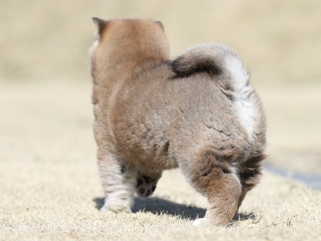 FP5A2570-puppy FP5A2570-puppy