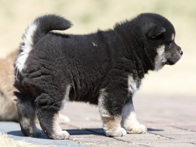 FP5A2572-puppy FP5A2572-puppy