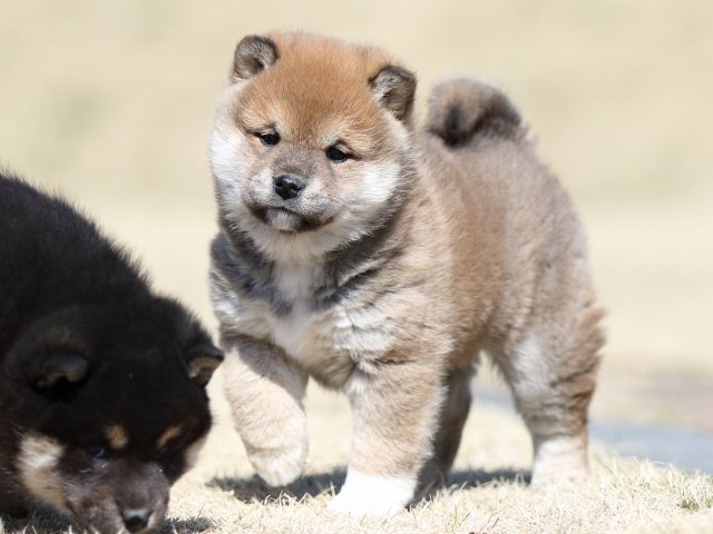FP5A2584-puppy FP5A2584-puppy