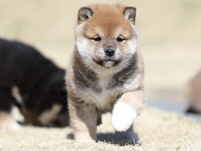FP5A2598-puppy FP5A2598-puppy