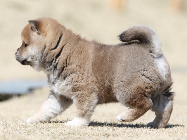 FP5A2647-puppy FP5A2647-puppy