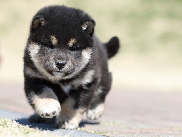FP5A2655-puppy FP5A2655-puppy