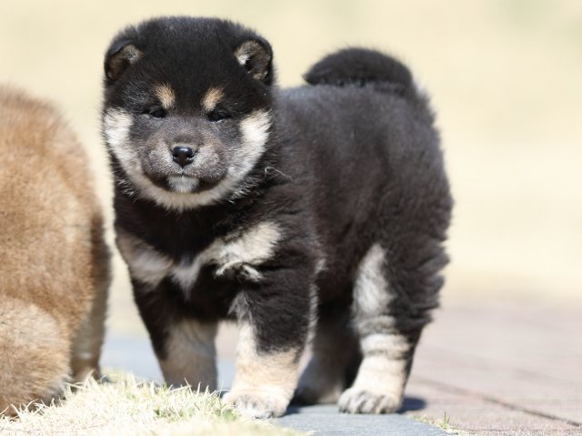 FP5A2684-puppy FP5A2684-puppy