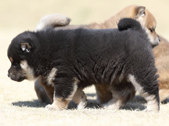 FP5A2706-puppy FP5A2706-puppy