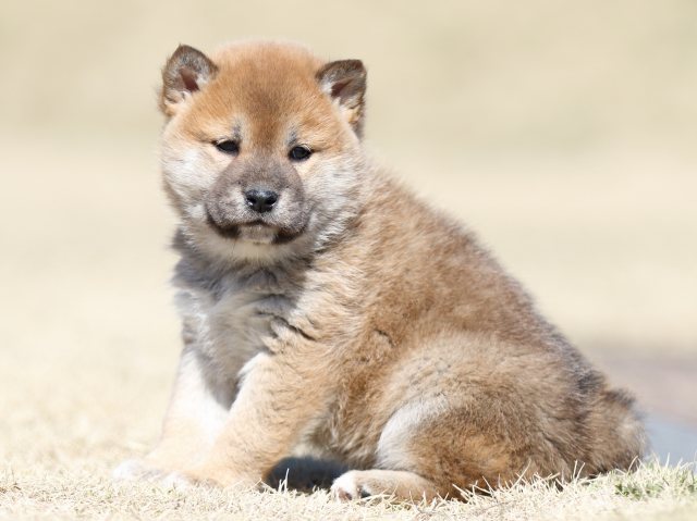 FP5A2718-puppy FP5A2718-puppy