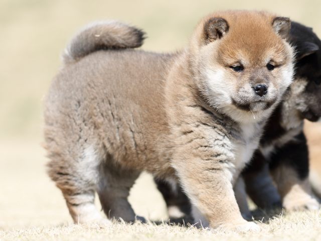 FP5A2744-puppy FP5A2744-puppy