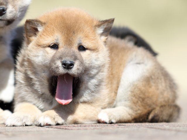 FP5A2805-puppy FP5A2805-puppy