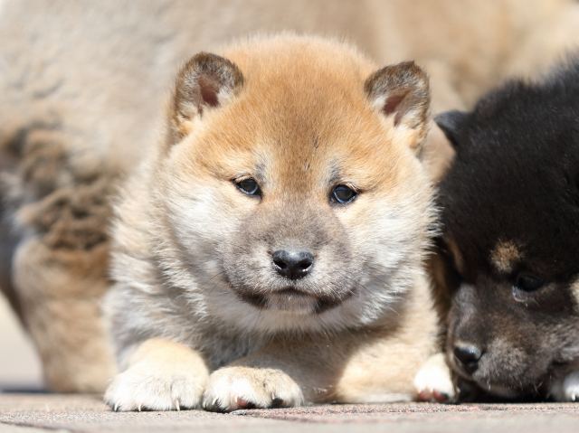 FP5A2820-puppy FP5A2820-puppy