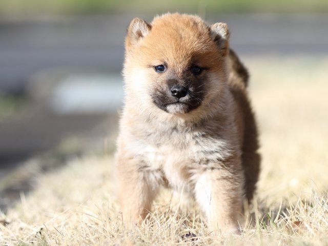 FP5A2859-puppy FP5A2859-puppy