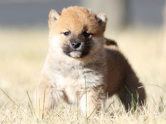 FP5A2898-puppy FP5A2898-puppy