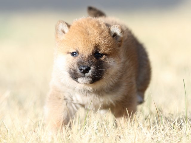 FP5A2907-puppy FP5A2907-puppy
