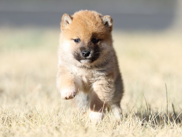 FP5A2909-puppy FP5A2909-puppy