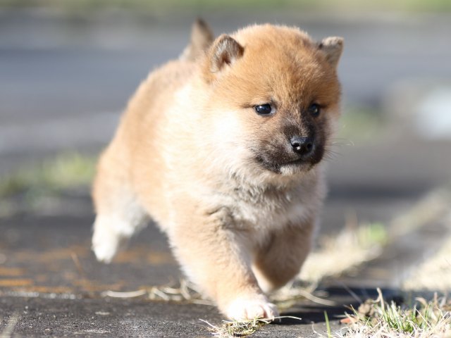 FP5A2967-puppy FP5A2967-puppy