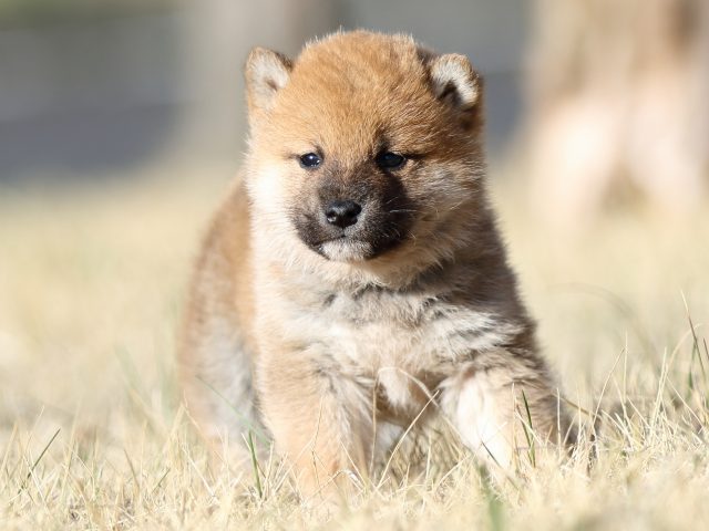 FP5A3011-puppy FP5A3011-puppy
