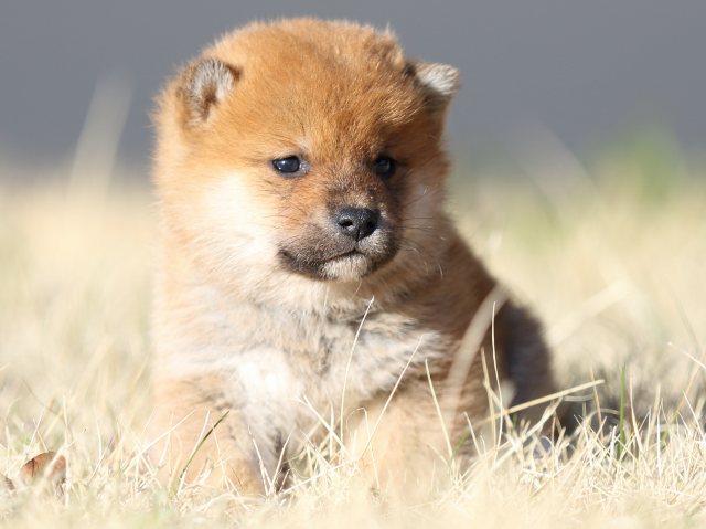 FP5A3024-puppy FP5A3024-puppy