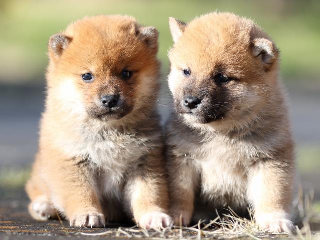 FP5A3035-puppy FP5A3035-puppy