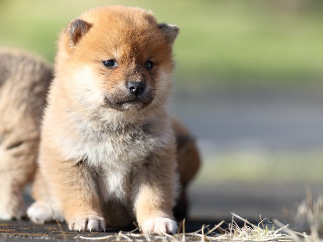 FP5A3049-puppy FP5A3049-puppy