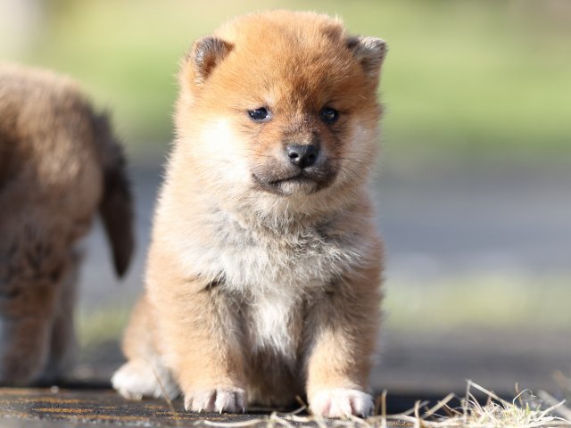 FP5A3054-puppy FP5A3054-puppy
