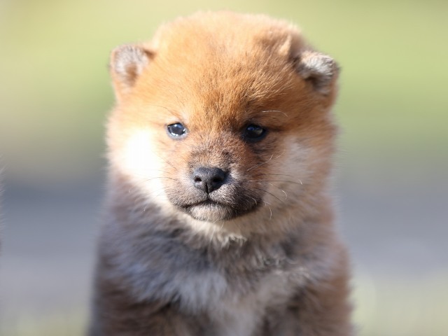 FP5A3056-puppy FP5A3056-puppy