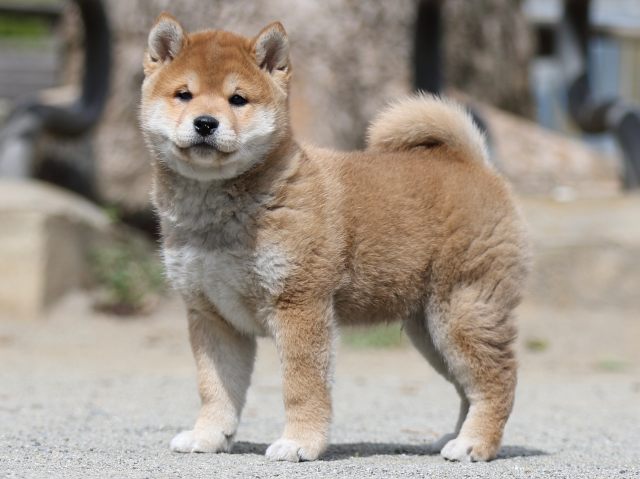 FP5A3208-puppy FP5A3208-puppy