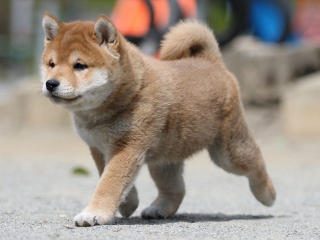 FP5A3215-puppy FP5A3215-puppy