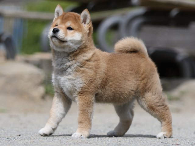 FP5A3228-puppy FP5A3228-puppy