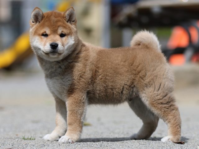 FP5A3252-puppy FP5A3252-puppy