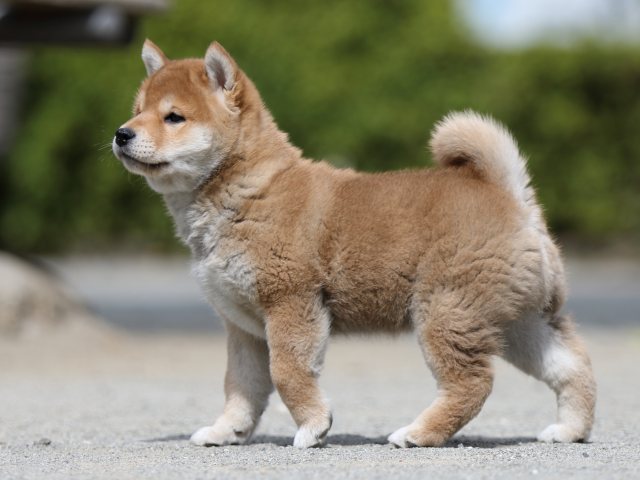 FP5A3266-puppy FP5A3266-puppy