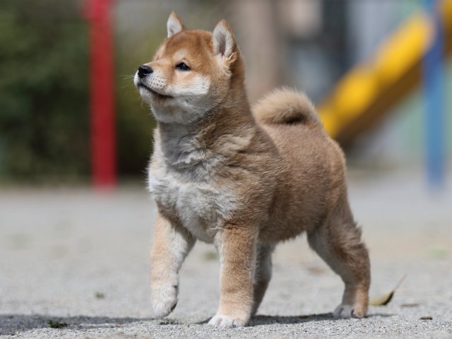 FP5A3277-puppy FP5A3277-puppy