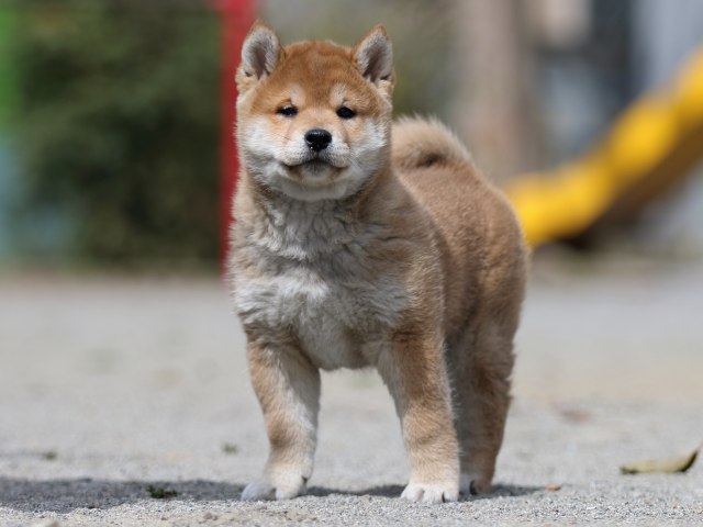 FP5A3288-puppy FP5A3288-puppy