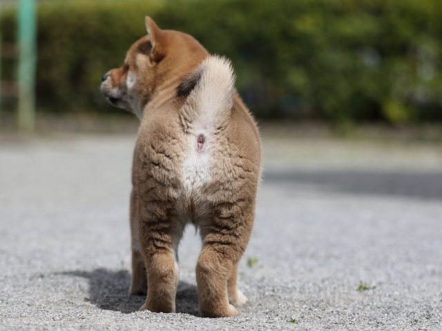 FP5A3316-puppy FP5A3316-puppy