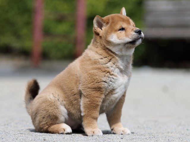 FP5A3318-puppy FP5A3318-puppy