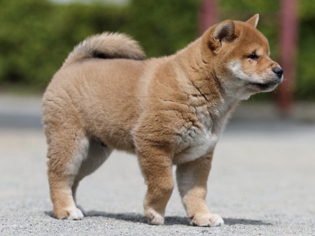 FP5A3333-puppy FP5A3333-puppy