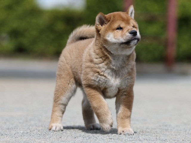 FP5A3335-puppy FP5A3335-puppy