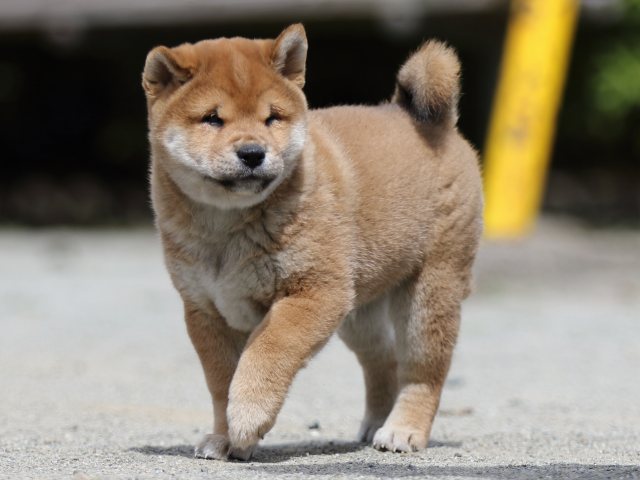 FP5A3461-puppy FP5A3461-puppy