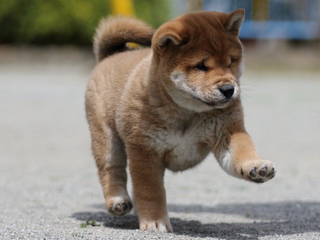 FP5A3480-puppy FP5A3480-puppy