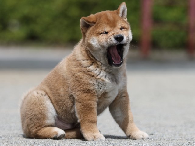 FP5A3504-puppy FP5A3504-puppy