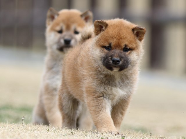 FP5A3615-puppy FP5A3615-puppy